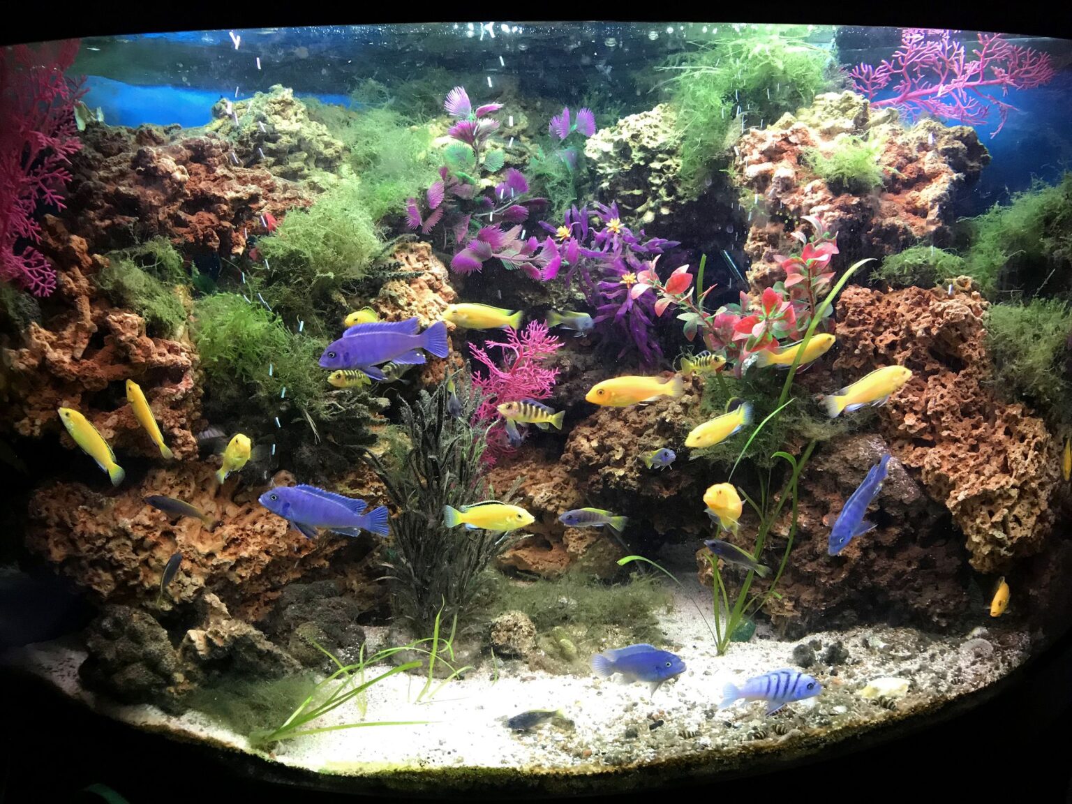 Comment aménager un aquarium pour cichlidés