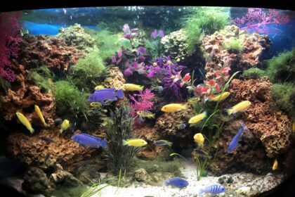 Comment aménager un aquarium pour cichlidés