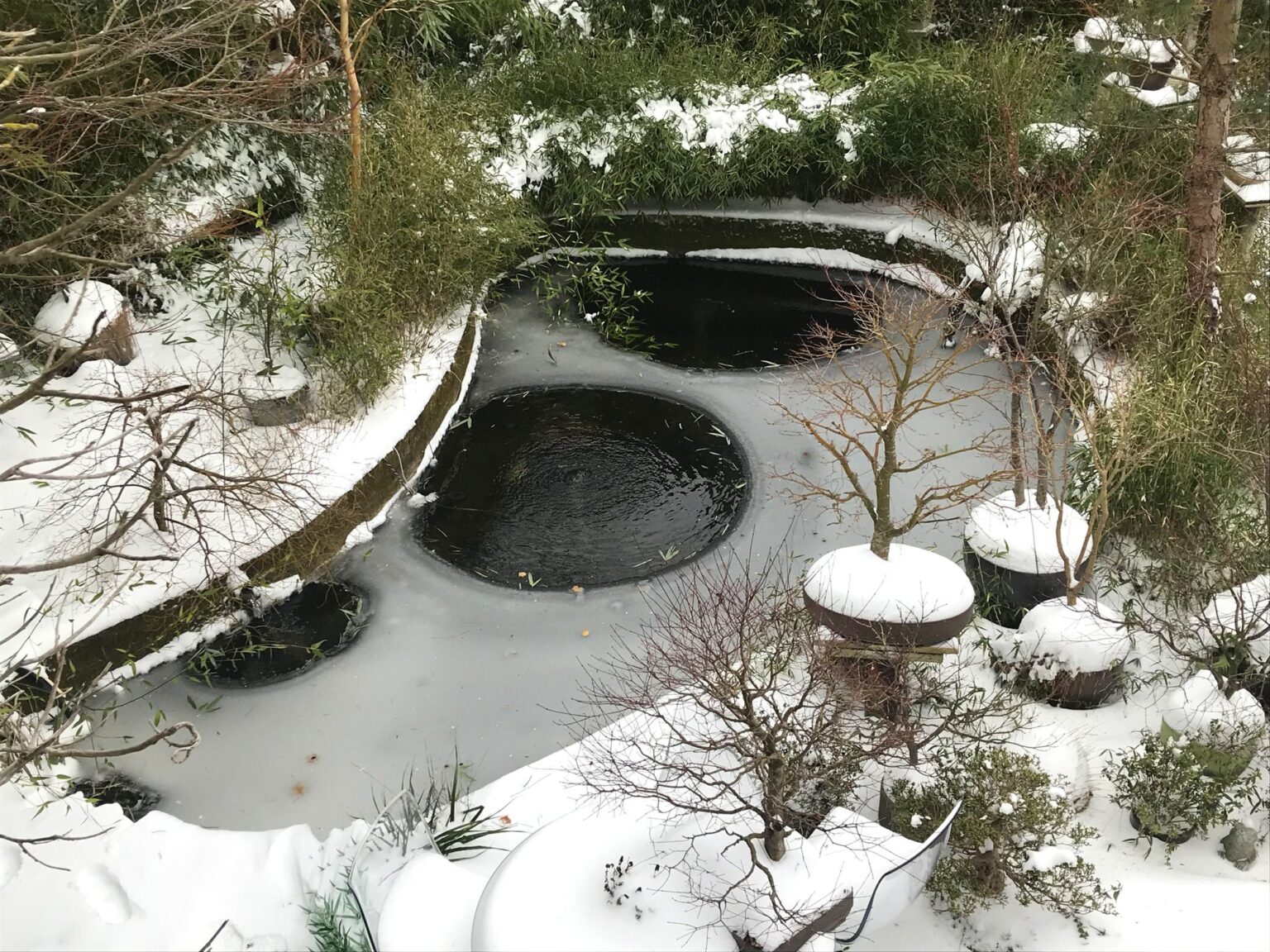 Les poissons koi peuvent-ils survivre à l’hiver ?