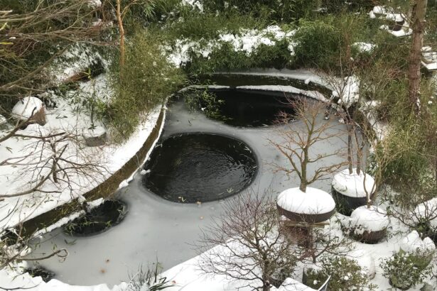 Les poissons koi peuvent-ils survivre à l’hiver ?