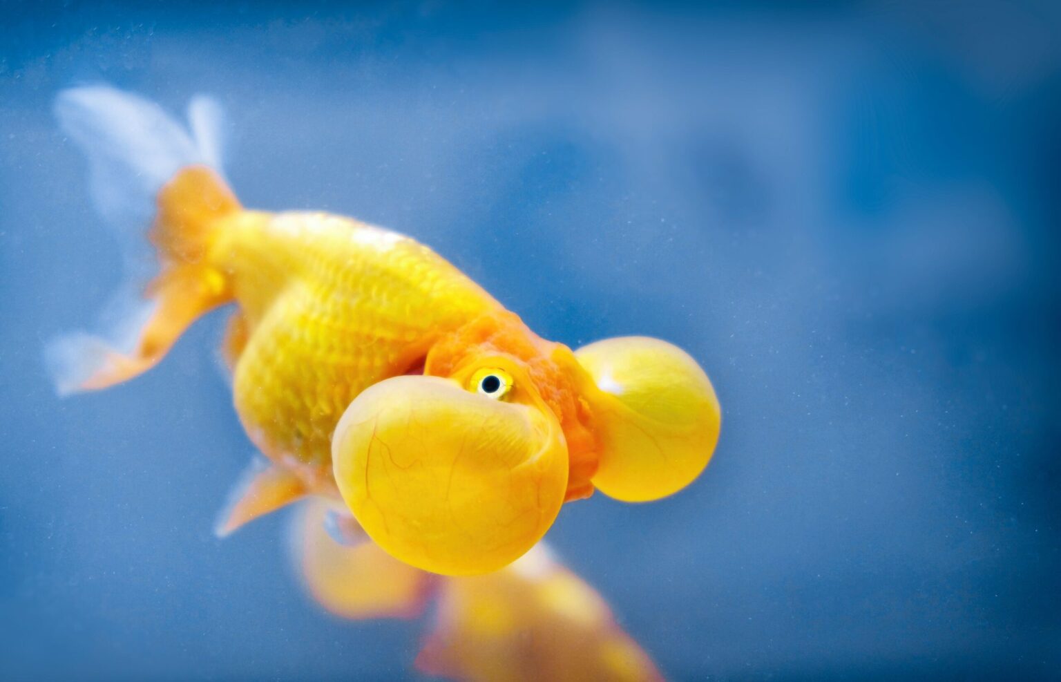 Poisson Rouge à Yeux Bulbeux : Profil de l’Espèce