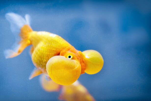 Poisson Rouge à Yeux Bulbeux : Profil de l’Espèce