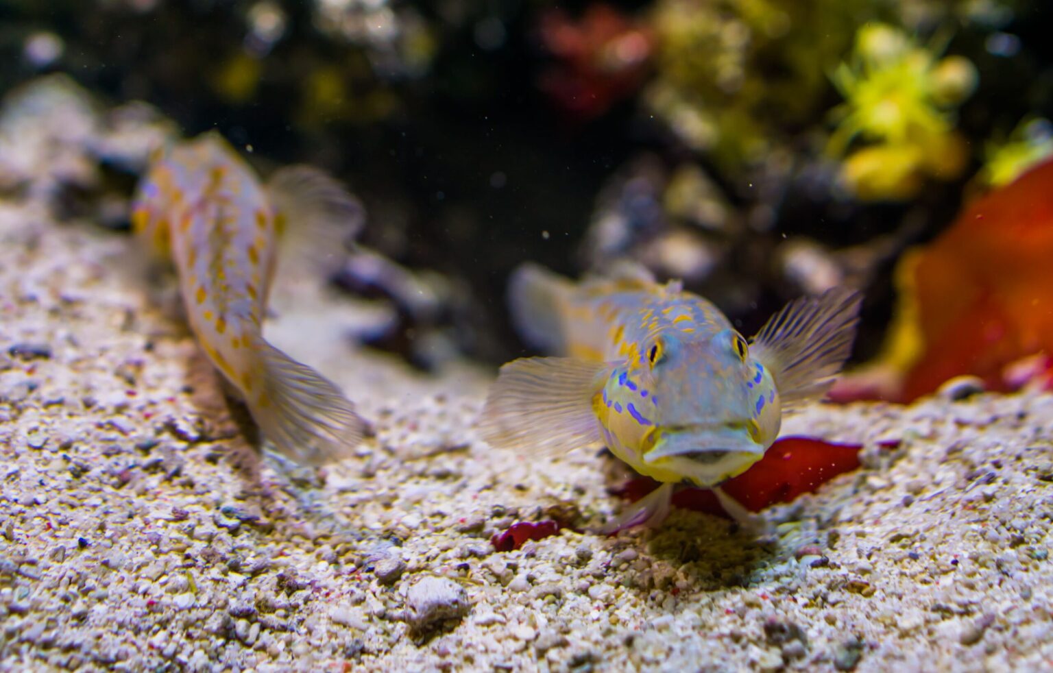 Gobies fouilleurs de sable dans votre aquarium marin