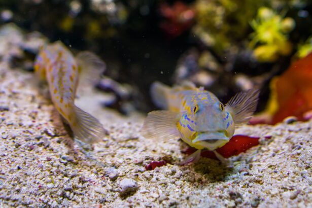 Gobies fouilleurs de sable dans votre aquarium marin