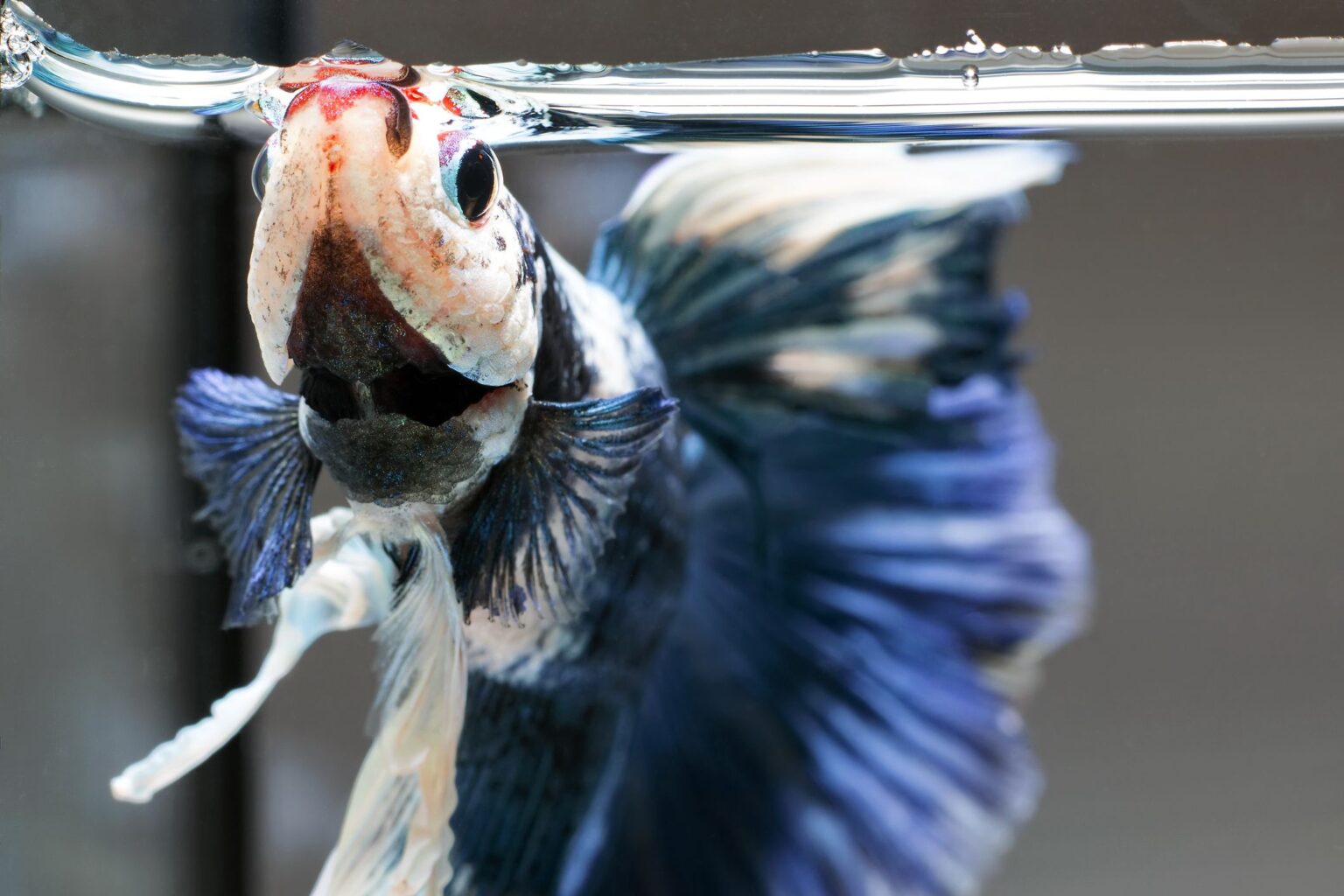 Que faire si votre poisson Betta ne mange pas ?