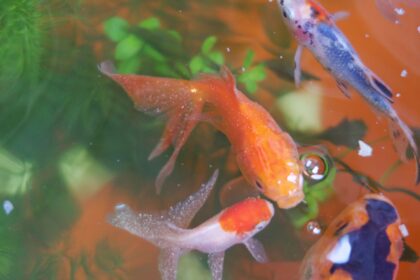 Comment les poissons contractent-ils des parasites ?