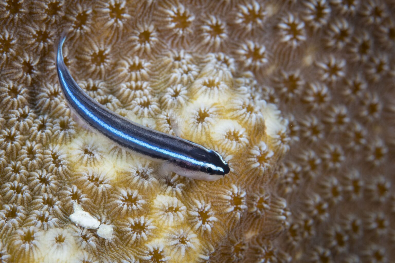 Profil de l’espèce de poisson Gobie néon