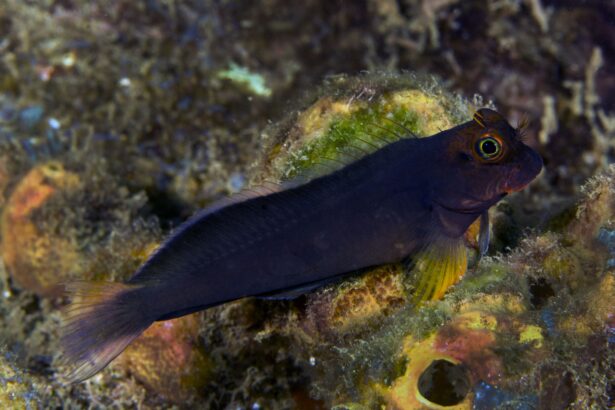 Profil de l’espèce de poisson blennie