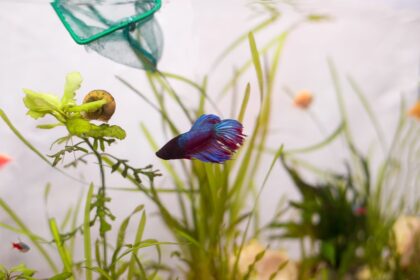 Quelles plantes sont sans danger pour les poissons Betta ?