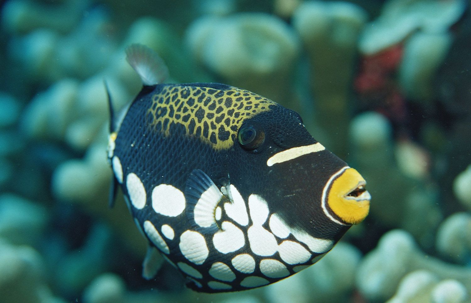 Éviter l’agression chez les poissons d’eau salée