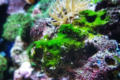 Cyanobactéries ou Algues Bleu-Vert dans un Aquarium