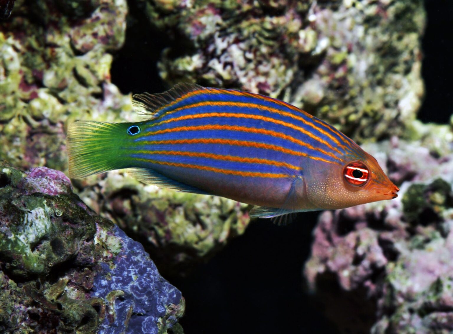 Profil de l’espèce de poisson : Labre à six bandes