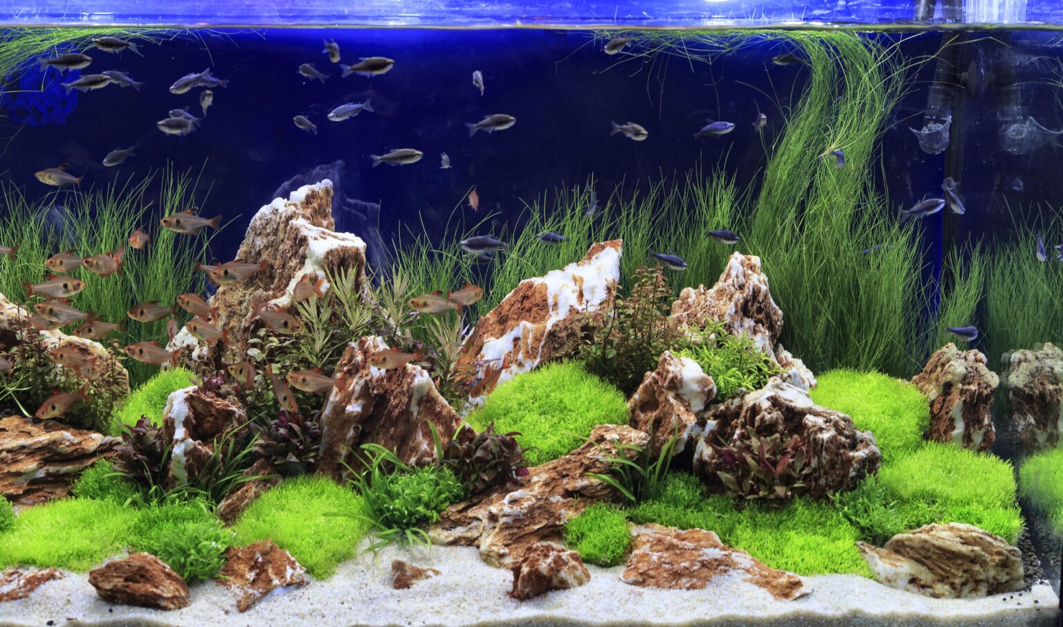 Qu’est-ce que l’aquascaping ?