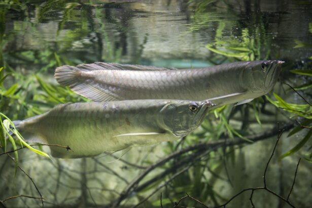 Profil de l’espèce de poisson Arowana Argenté