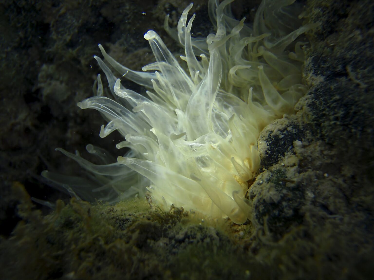 Éliminer les anémones Aiptasia des aquariums d’eau salée