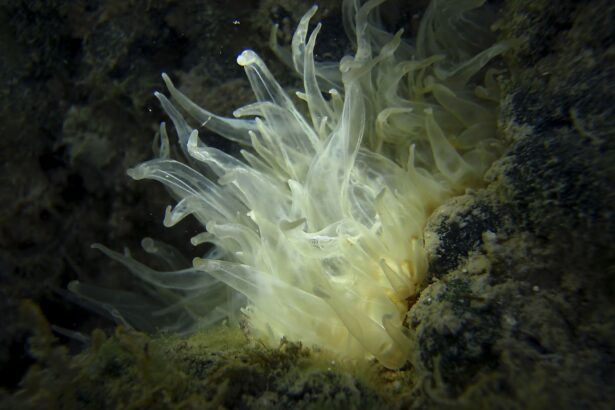 Éliminer les anémones Aiptasia des aquariums d’eau salée