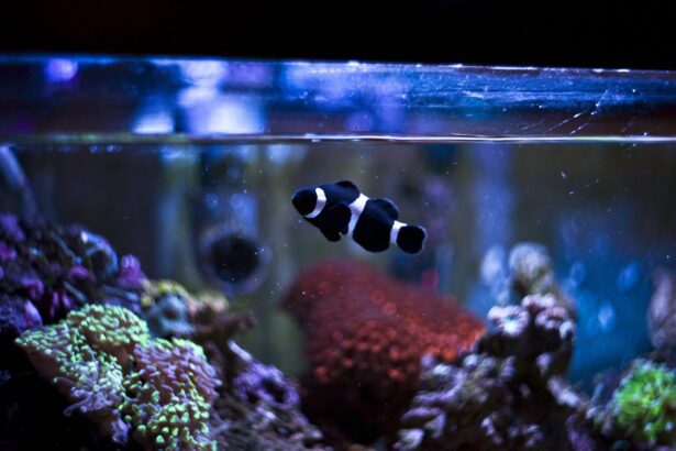 Compatibilité des poissons en aquarium marin