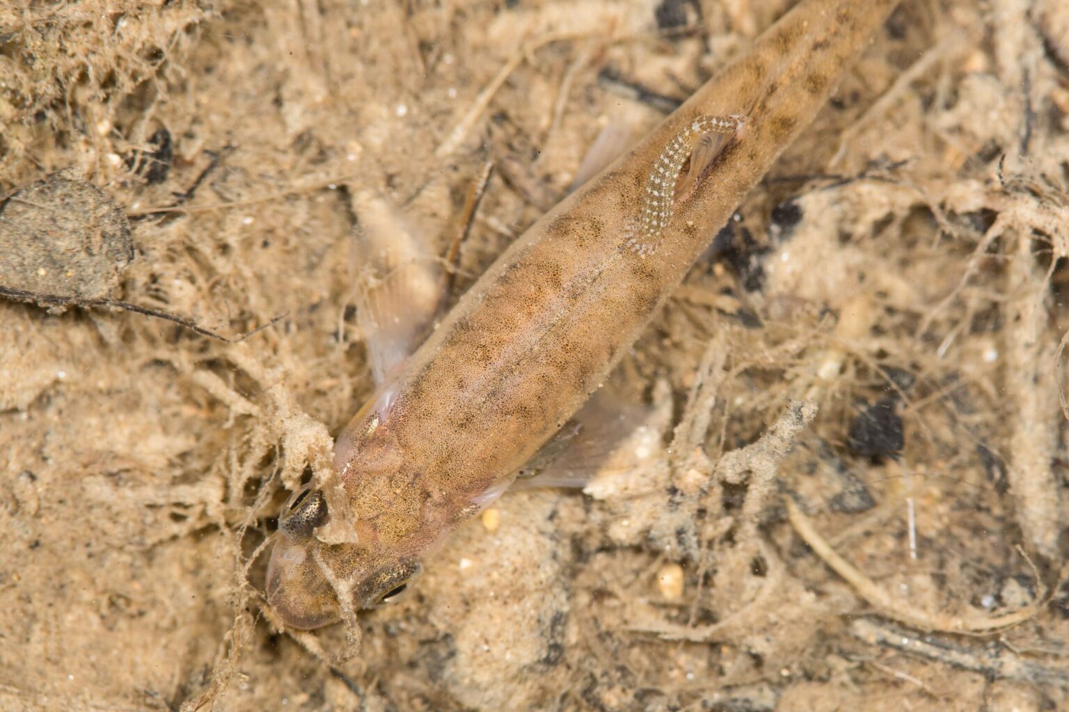 Sangsues dans les poissons d’eau douce