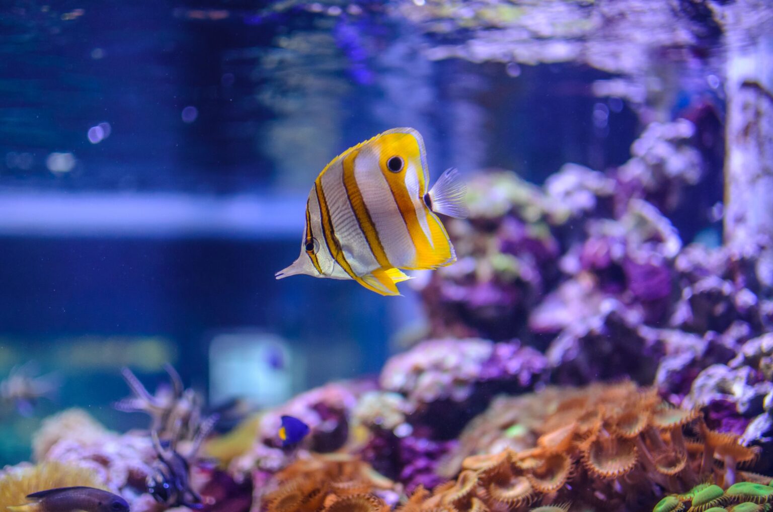 Liste complète des essentiels d’aquarium pour débutants