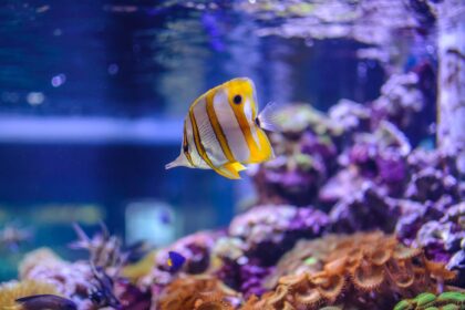 Liste complète des essentiels d’aquarium pour débutants