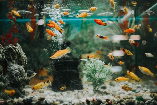 Quelles sont les causes d’un pH élevé dans un aquarium ?