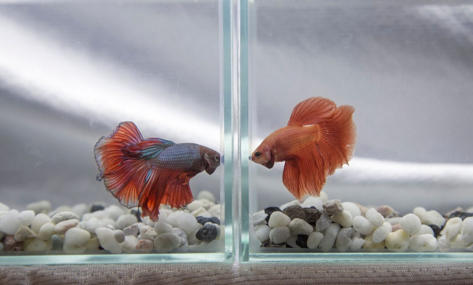 Pourquoi les poissons Betta se battent-ils ?