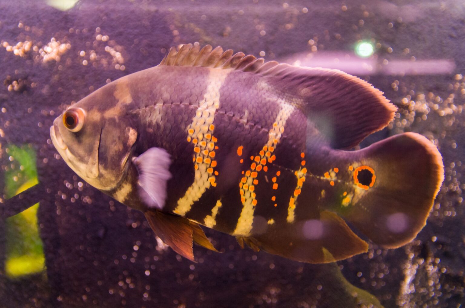 Oscar : Profil de l’espèce de poisson