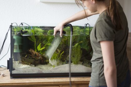 Faut-il aspirer le gravier de votre aquarium ?