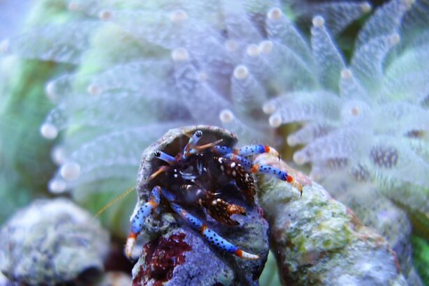 Nettoyeurs d’Aquarium de Récif : Crabes Ermites et Escargots