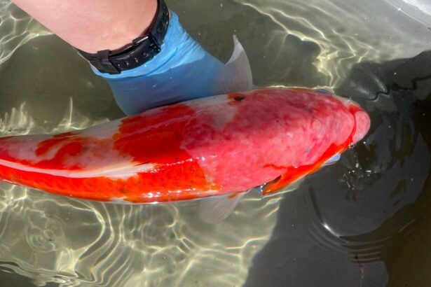 Comment traiter la variole des carpes chez les koi