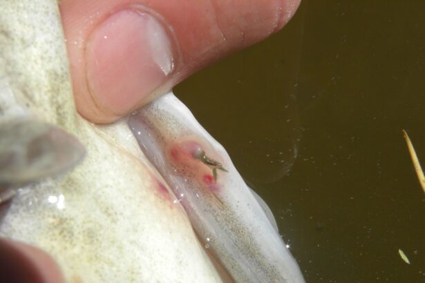 Vers de l’ancre chez les poissons d’eau douce