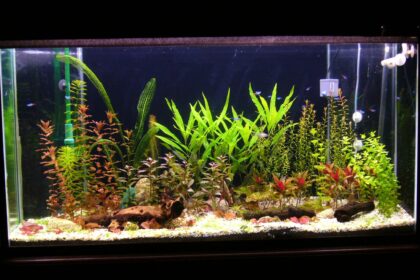 Plantes d’aquarium – Qu’est-ce qui est mieux : naturelles ou artificielles ?