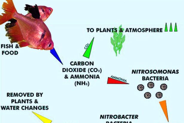 Le cycle de l’azote dans les aquariums