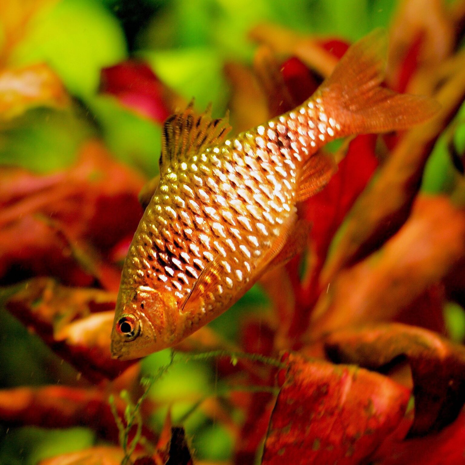 Profil de l’espèce de poisson Barbillon Rosé (Barbillon Rouge)