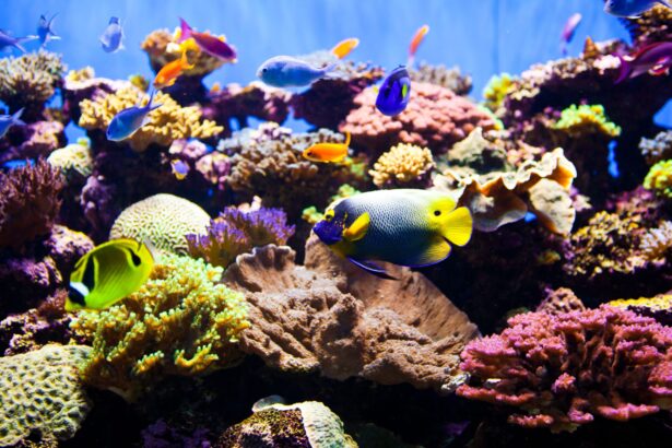 Graphiques, tableaux, schémas et plus pour aquariums marins