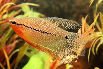 Profil de l’espèce de poisson Gourami perlé