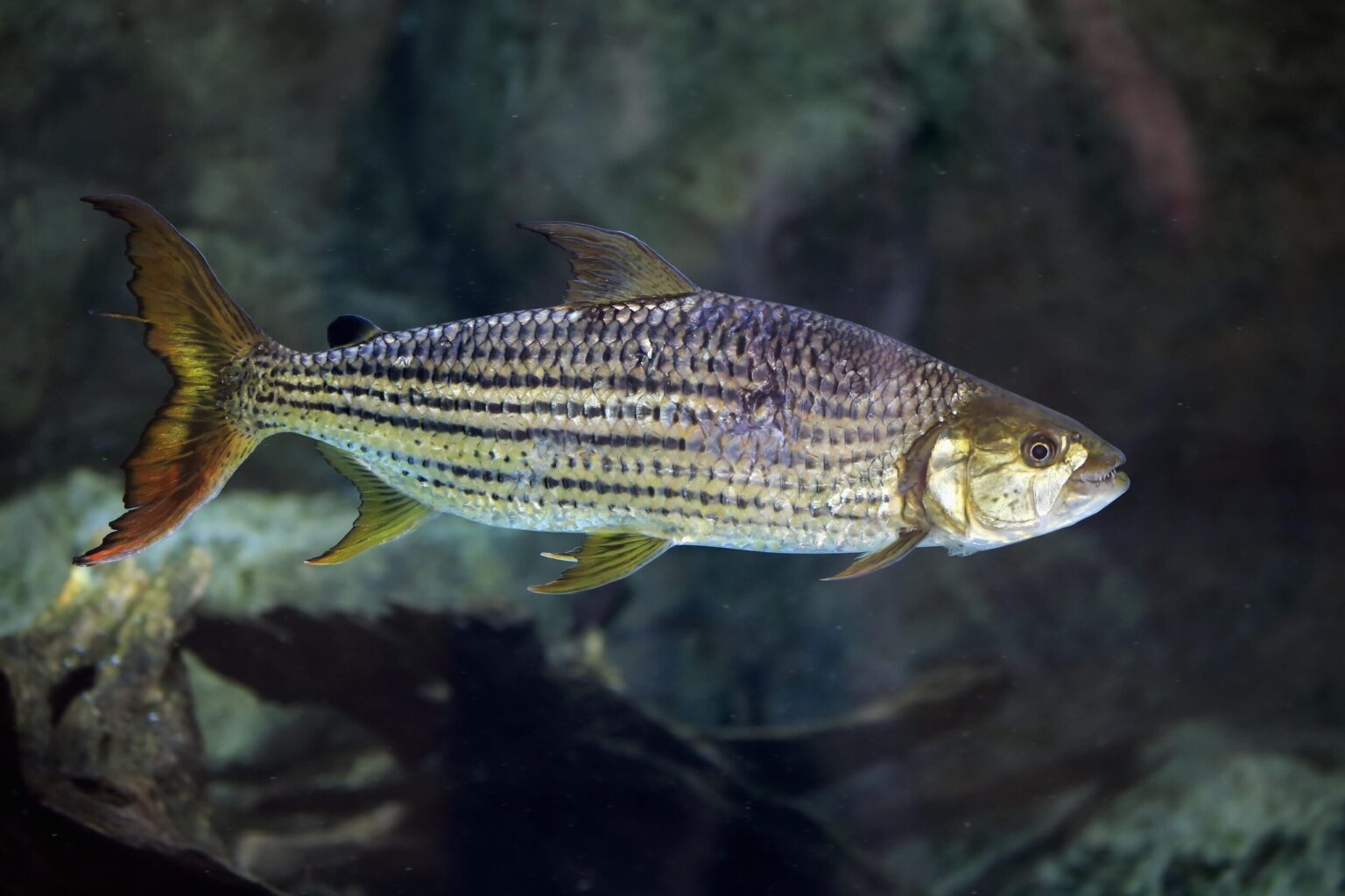 Noms de poissons courants commençant par la lettre H