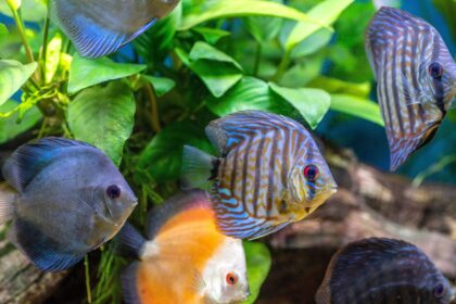 Lignes directrices pour le choix des poissons dans votre aquarium