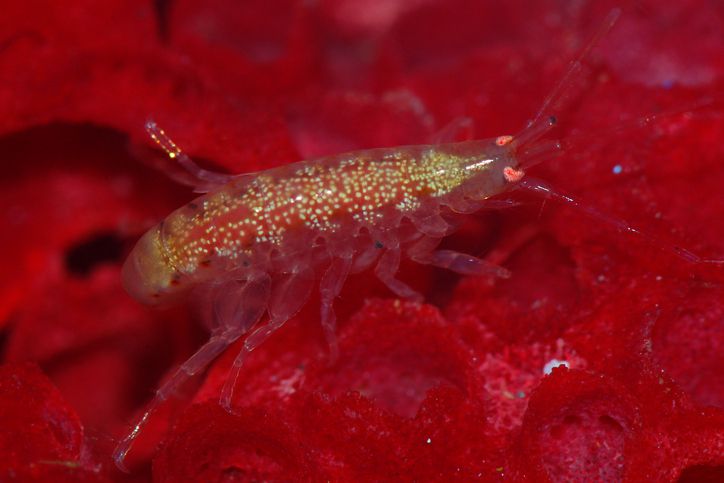 Les avantages utiles des copepods et des amphipodes d’eau salée