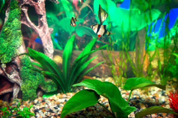 Intoxication par les nitrates chez les poissons d’aquarium d’eau douce