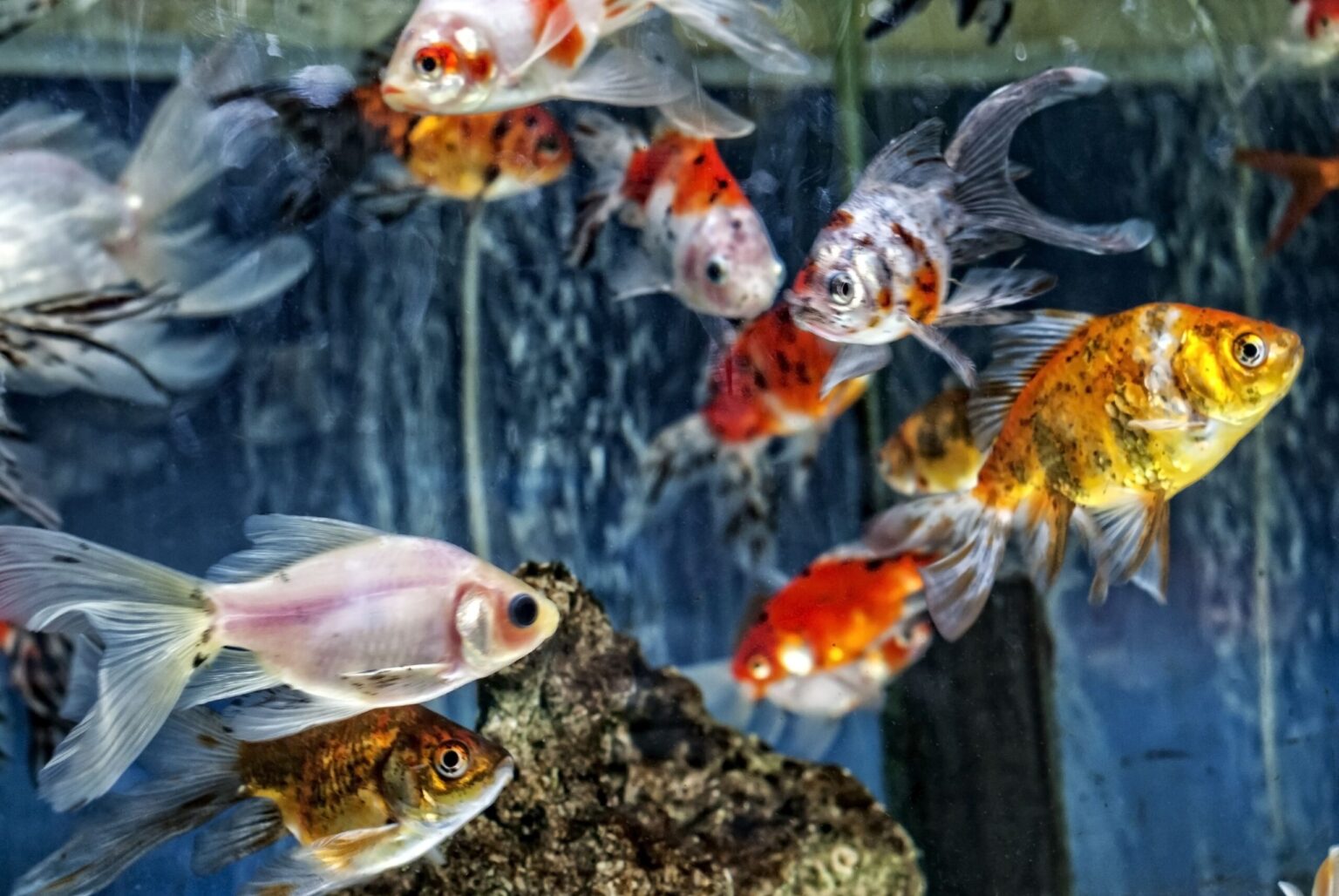 Comment abaisser la température élevée de l’eau dans les aquariums