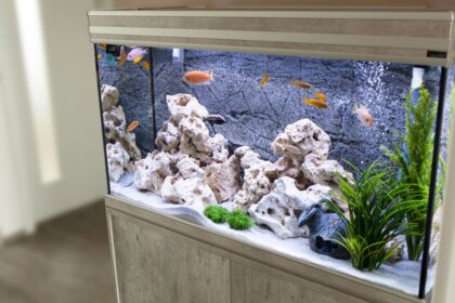 Comment peupler un aquarium avec des poissons de différents niveaux aquatiques