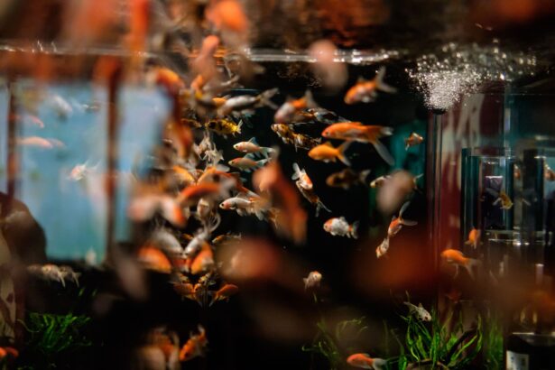 Élevage de poissons d’aquarium : Conseils de reproduction essentiels pour débutants