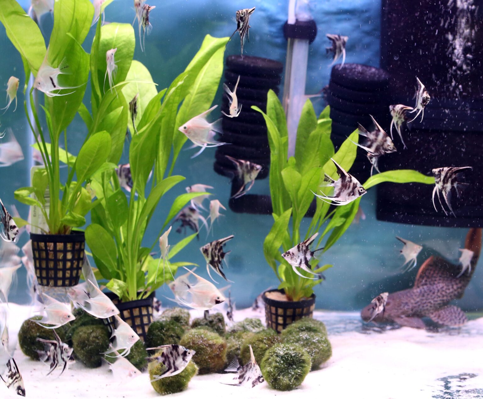 Utiliser des plantes vivantes dans votre aquarium domestique