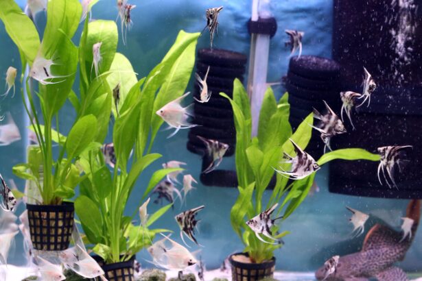 Utiliser des plantes vivantes dans votre aquarium domestique