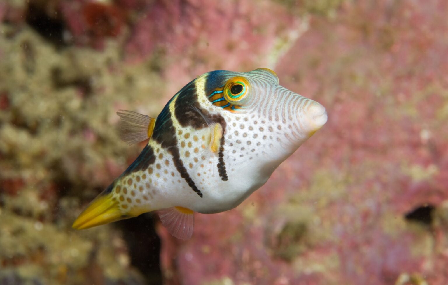 Tout sur les espèces de poisson-globe