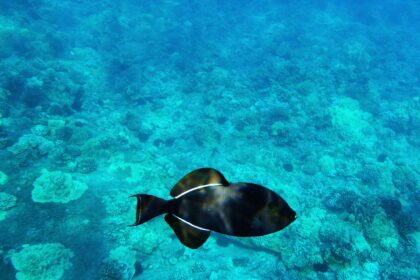 Comment prendre soin du poisson-perroquet noir dans votre aquarium