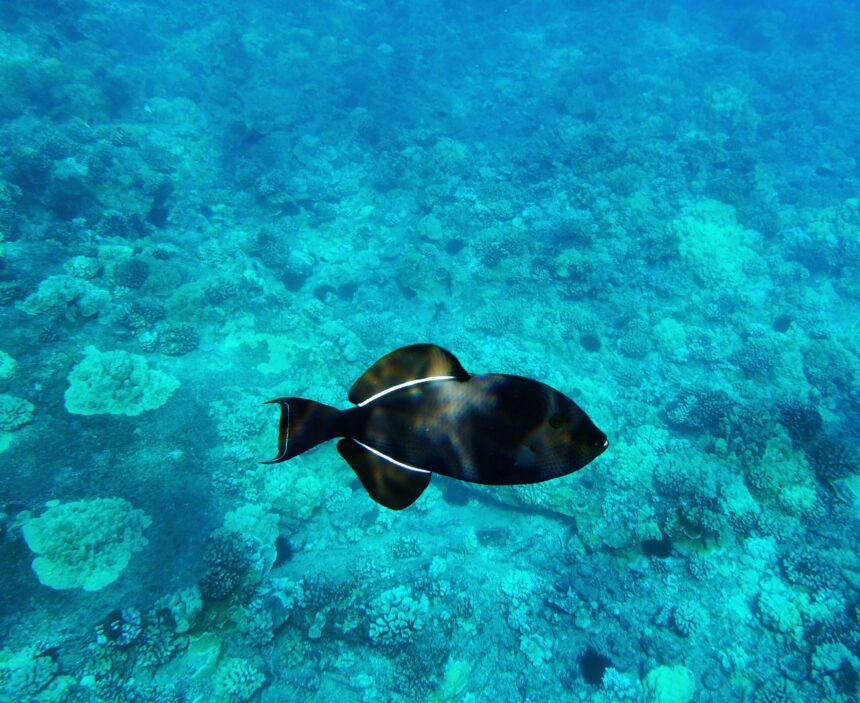 Comment prendre soin du poisson-perroquet noir dans votre aquarium