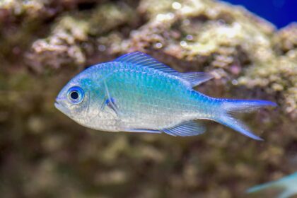 Chromis bleu-vert : Profil d’une espèce de poisson