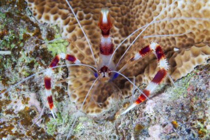 Crevette à bandes coralliennes